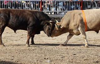 Nazilli’de boğalar eğitime destek için güreşti