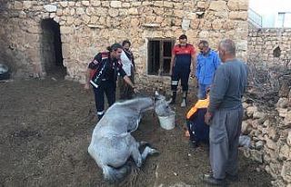 Nusaybin’de mağarada mahsur kalan at kurtarıldı