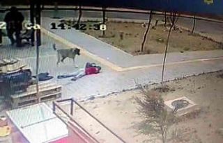 Okuldan dönen çocuğu köpeklerin saldırısından...