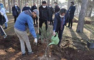 Ömrünü dolduran ağaçların yerine yenileri dikildi