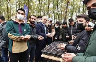 OMÜ Kurupelit Kampüsü’nde ’meşe palamutları’...