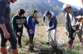 OMÜ’lü öğrenciler fındık fidanlarını toprakla...