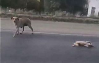 Önce yavrusu için çırpındı sonra sevinç gösterisinde...