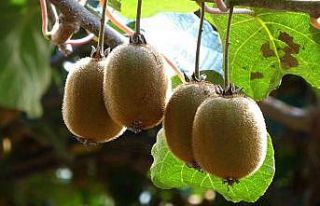 Ordu kivisinde erken hasat uyarısı