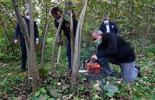 Ordu Valisi fındık sürgünü temizledi