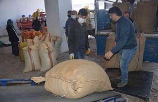 Ordu’da fındık üreticilerinin TMO’ya talebi...