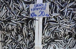 Ordu’da hamsi 20 liraya yükseldi