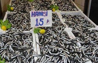Ordu’da hamsinin kilosu 15 lira