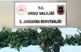 Ordu’da izinsiz kenevir ekimine geçit yok