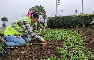 Ordu’da mevsimlik çiçekler toprakla buluşuyor