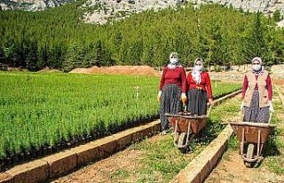 Orman yangınlarında yok olan bir ağaç karşılığı...