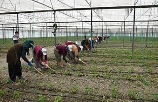 Örtü altı tarımın üssü Antalya’da son 5 yılda...