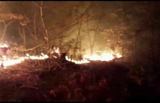 Osmaniye’de orman yangını