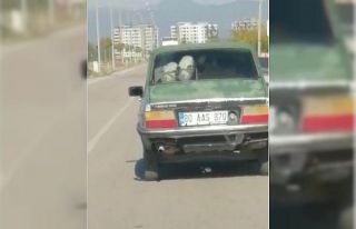 Otomobilin arka koltuğuna bir değil iki dana oturttu