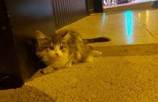 Otomobilin çarptığı kedi, tedavi altına alındı