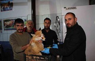 Otomobilin çarptığı tilkiyi tedavi ettirdiler