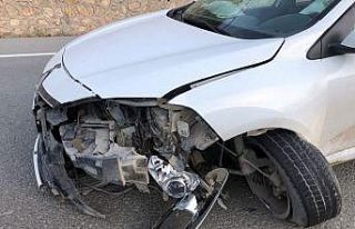 Otomobilin çarptığı yavru ayı telef oldu