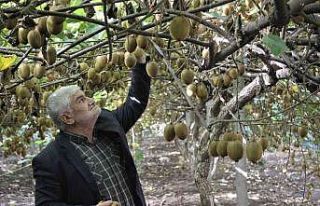 (Özel) 10 dönüm bahçeden 280 bin lira kazandı