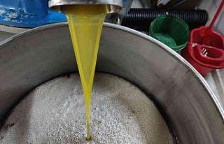 (Özel) Ağaçlar yandı, zeytin yağı 50 lirayı...