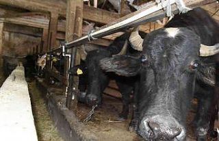 (ÖZEL) Bu ilçede manda çok kıymetli