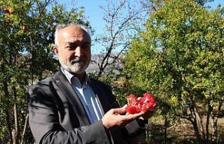 (ÖZEL) Çiçeğinden kabuğuna, çekirdeğinden suyuna...