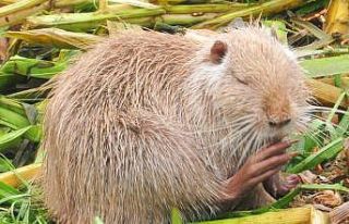 (Özel) Edirneliler şaşkın