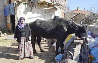 (ÖZEL) Manda yetiştiriciliğine destek