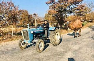 (Özel) Traktörü ile güreş devesine Kazdağları’nda...