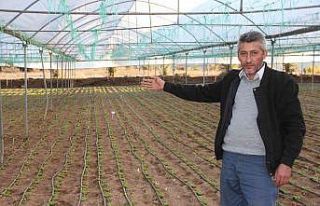 (ÖZEL) Türkiye’nin yüzde 50 marul ihtiyacını...