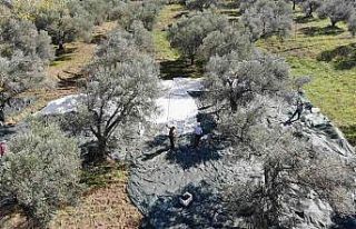 (Özel) Zeytin hasadı drone ile havadan görüntülendi