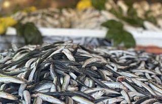 Palamut azaldı, hamsi bollaştı