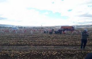 Patates tarlalarında karantina kontrolü yapıldı