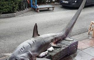 Pazarda dev köpek balığına yoğun ilgi