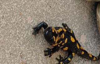 Plastik sandı canlı çıktı