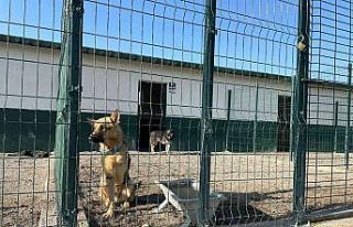 Polatlar sokak hayvanları bakımevi ve rehabilitasyon...