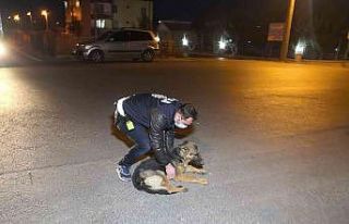 Polis kucaklayıp kenara aldığı yaralı köpeği...