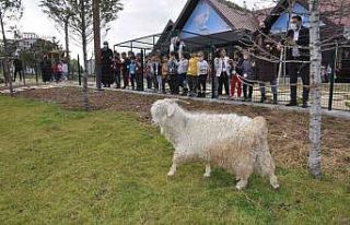 Pursaklar Endemik Vadisi’ne miniklerden ziyaret