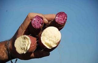 Renk renk "tatlı patates"te hasat zamanı