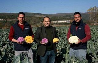 Renkli karnabaharlar hem göze, hem mideye hitap ediyor