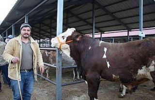 Şahin 21 bin liraya satıldı