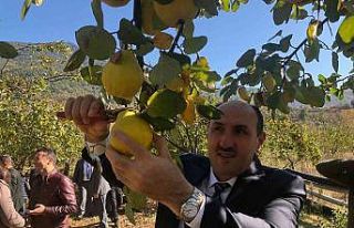 Saimbeyli ayvası organik üretilecek