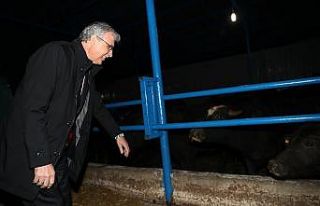 Sakarya’da sayısı her geçen gün azalıyordu,...
