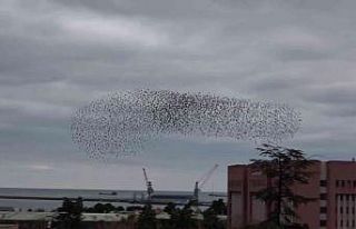 Samsun semaları sığırcıklarla şenlendi