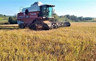 Samsun’da siyah çeltik hasadı