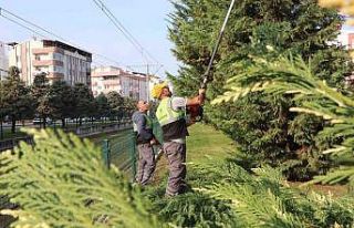 Samsun’u süsleyen ağaçlara kış bakımı