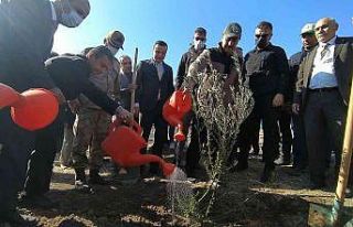 Şanlıurfa’da binlerce ağaç toprakla buluştu