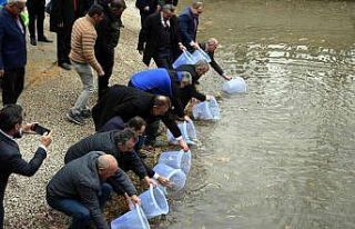 SAREM’de yetiştirilen bin 100 anaç yağ balığı,...