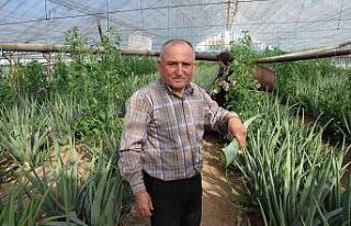 Sebzeden yeterli parayı kazanamayınca serasında...