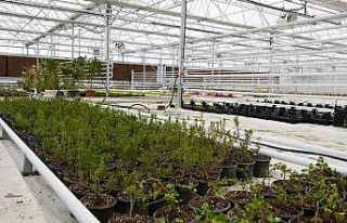 Serada yetişiyor, Keçiören’i güzelleştiriyor