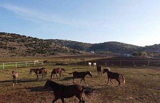 Servet değerindeki atlar, Türkiye’nin dört bir...